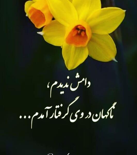 عکس گل نرگس غمگین
