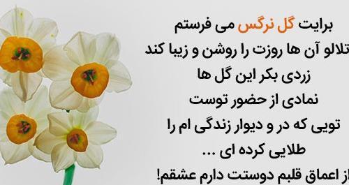 عکس گل نرگس غمگین
