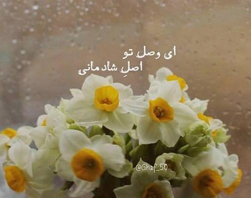 عکس گل نرگس غمگین