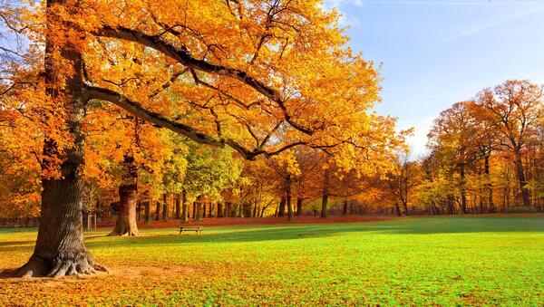 عکس نوشته گل پاییزی