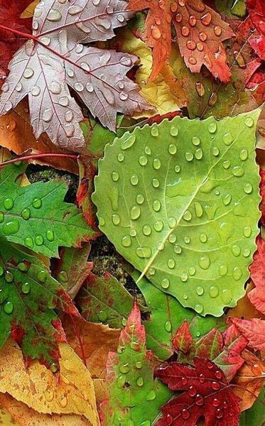 عکس نوشته گل پاییزی