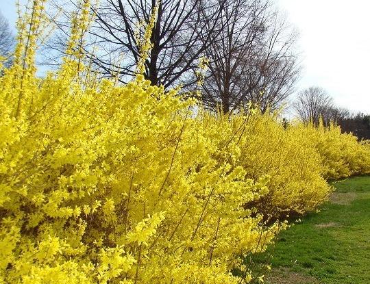 عکس نوشته عاشقانه یاسمن