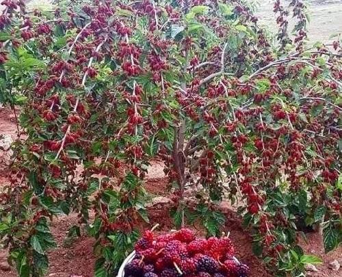 عکس سمیرا کارزان و ریباز شمامی