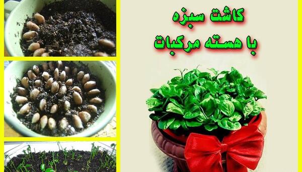 عکس سبزه خشخاش