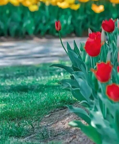 عکس گل و بلبل برای پروفایل