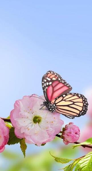 عکس گل و بلبل برای پروفایل