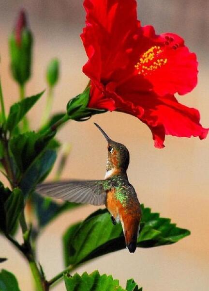 عکس گل و بلبل برای پروفایل
