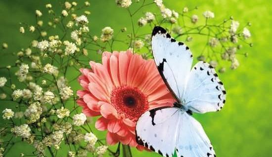 عکس گل و بلبل برای پروفایل