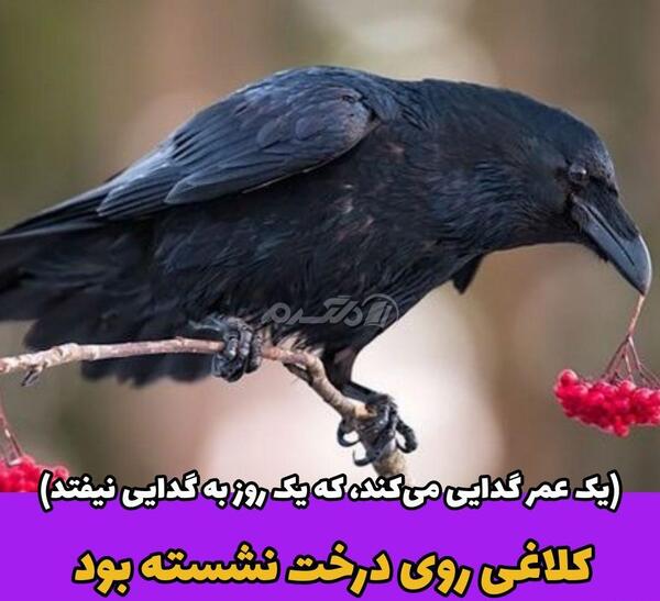 عکس سیاه کلاغ