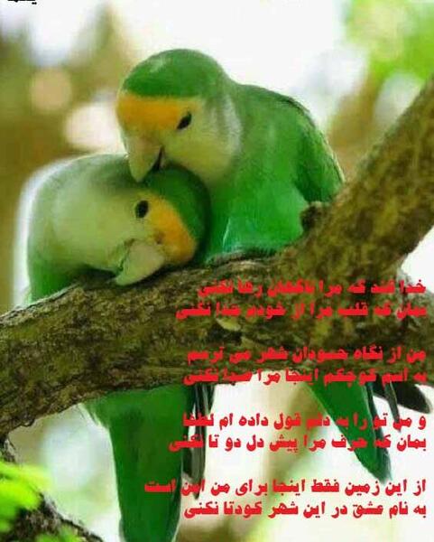 عکس طوطی سبز زیبا