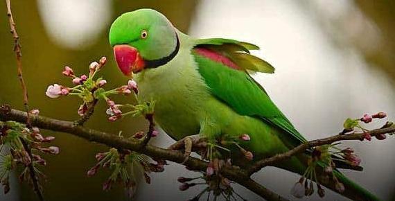 عکس طوطی سبز زیبا