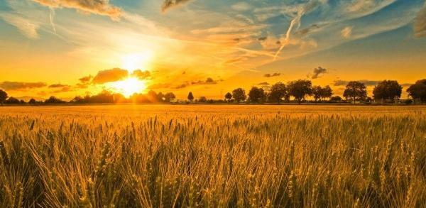عکس گندمزار و طلوع خورشید