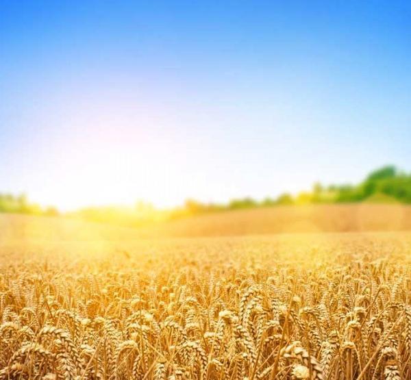 عکس گندمزار و طلوع خورشید