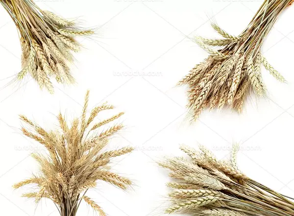 عکس گندمزار و طلوع خورشید