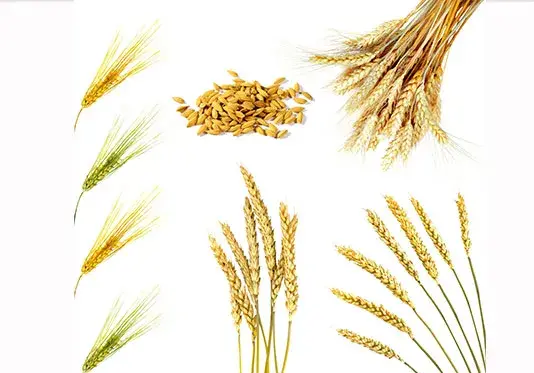 عکس گندمزار و طلوع خورشید