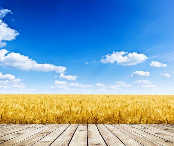 عکس گندمزار و طلوع خورشید