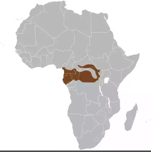 عکس فیل جنگلی