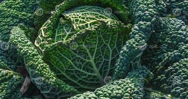 عکس غذای طبیعی