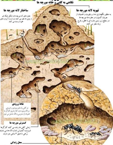 عکس سگ های خارجی پشمالو