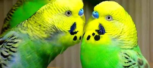 عکس مرغ عشق کمیاب
