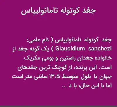 عکس جغد کوتوله