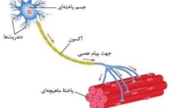 عکس بافت عصبی
