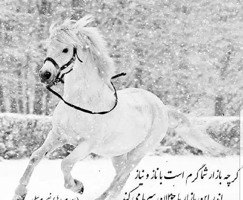 عکس اسب لب دریا