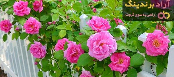 عکس گل رز فرانسوی