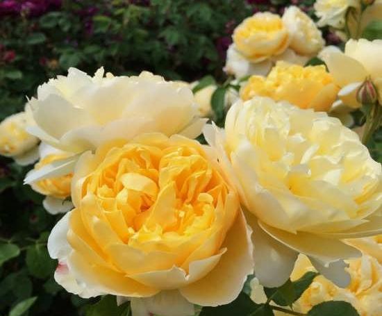 عکس گل رز فرانسوی