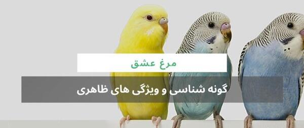 عکس مرغ عشق تازه متولد شده