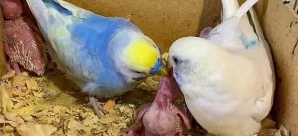 عکس مرغ عشق تازه متولد شده