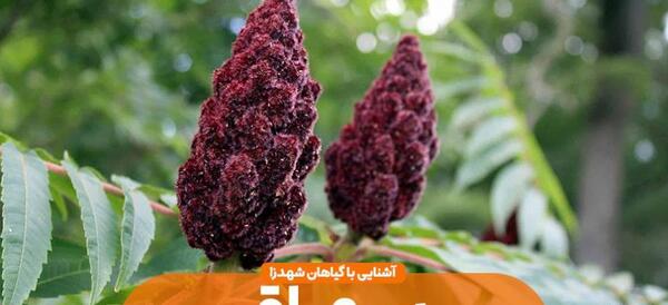 عکس سماق