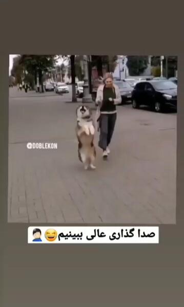 عکس محمد قلی ترکی