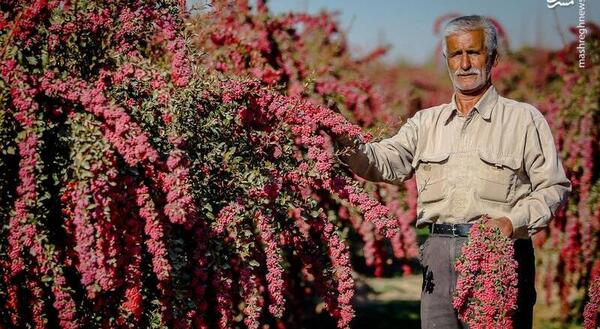 عکس چم زرشک علیا