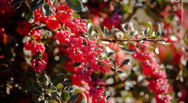 عکس چم زرشک علیا
