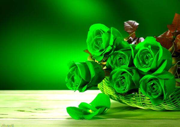 عکس گل رز جالب