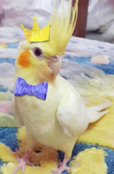 عکس عروس هلندی تیتو