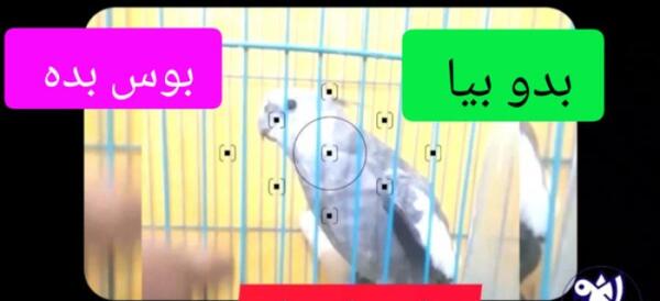 عکس عروس هلندی تیتو