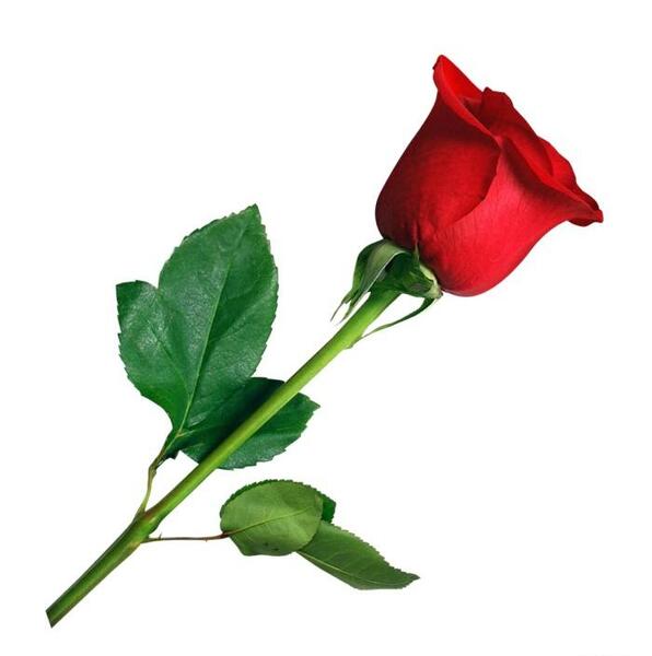 عکس گل رز زیاد