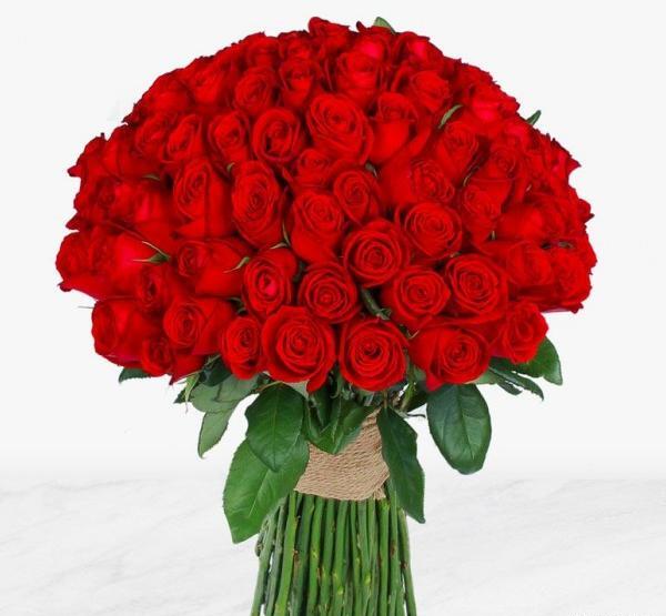 عکس گل رز زیاد