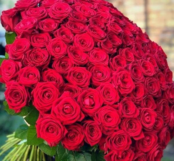عکس گل رز زیاد