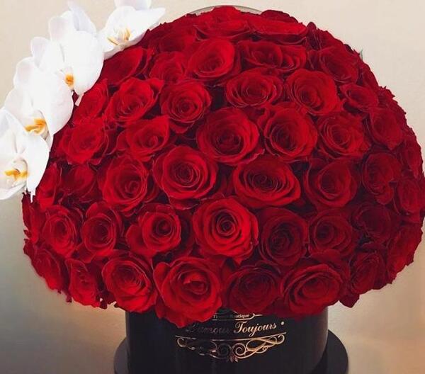 عکس گل رز زیاد