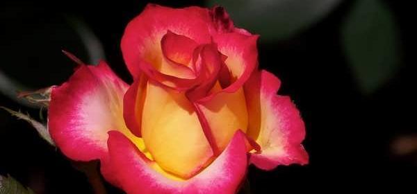 عکس گل رز زیاد
