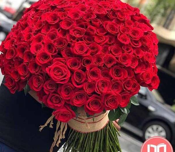 عکس گل رز زیاد