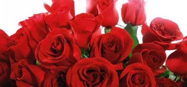 عکس گل رز زیاد