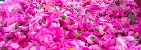 عکس سده سوزی