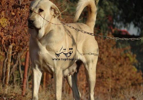 عکس سگ وحشی سفید