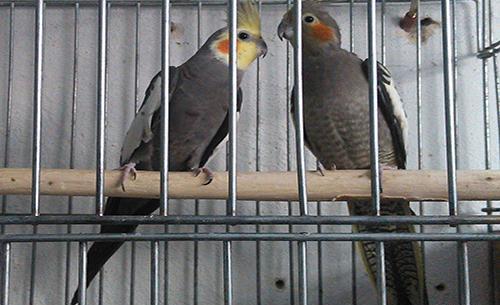 عکس عروس هلندی ماده خاکستری