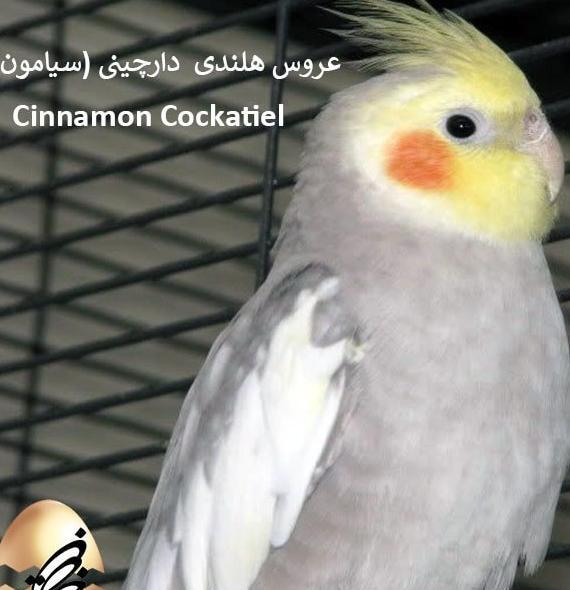عکس عروس هلندی ماده خاکستری
