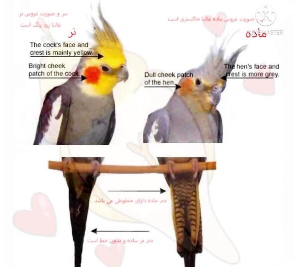 عکس عروس هلندی ماده خاکستری